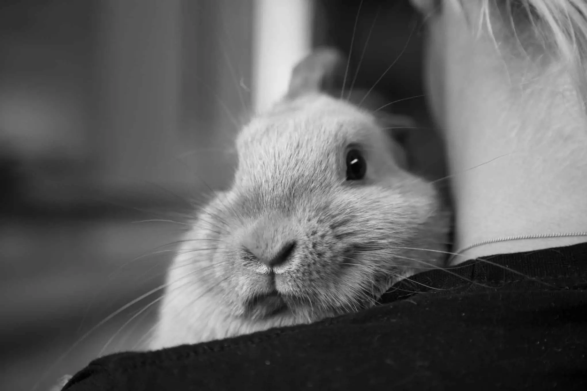 En svart vit bild på en söt kanin som tittar fram från en persons axel