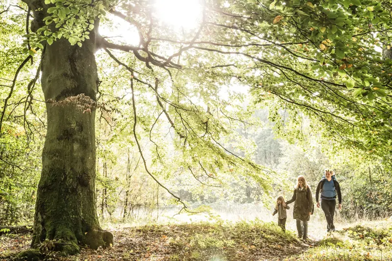 En familj gående i skogen, grönska, träd och sol.