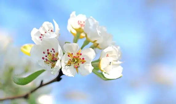 En liten kvist med blommor från ett fruktträd med vita blommor mot en klarblå himmel