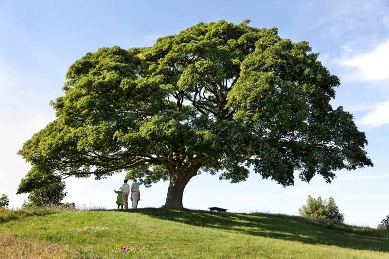 Ett stort träd med blå himmel i bakgrunden och en familj på tre personer under trädkronan.